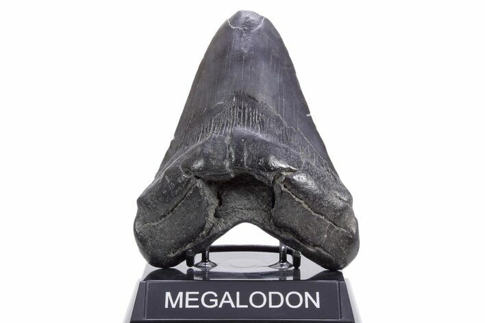 Fossil Megalodon Tooth - South Carolina #360760